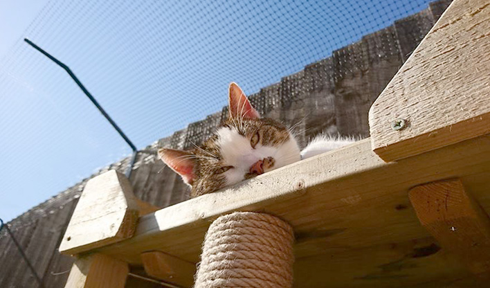 White and tabby cat laying on a wooden structure under cat fencing.