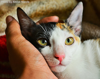 Calico cat's head cradled in someones hand.