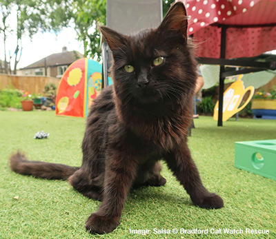 Cerebellar Hypoplasia cat Salsa Black cat called Salsa, sitting in a wide legged stance, next to colourful toys.