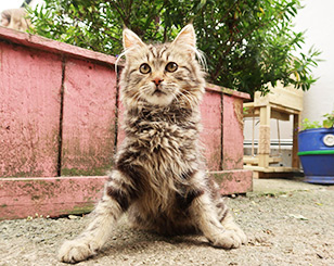 tabby cat with CH in yard