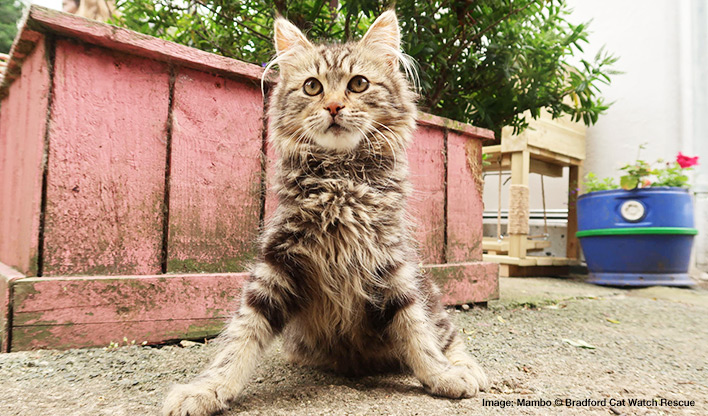 Cerebellar hypoplasia cat Mambo Long haired tabby cat, Mambo, sitting with their front legs in a widened stance, in their garden.
