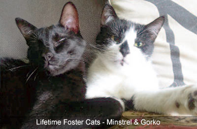 Black cat called Minstrel and grey and white cat Gorko, laying side by side.