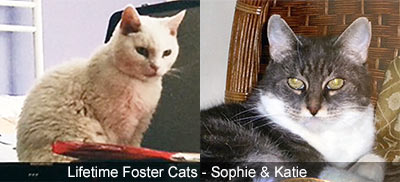 Cream coloured cat, Sophie and Tabby and white cat, Katie, both foster cats.