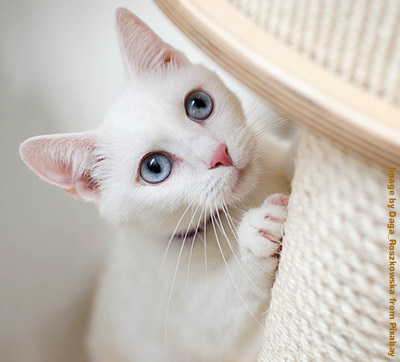 White cat with blue eyes, on climbing tree.