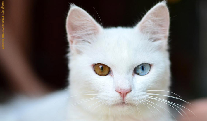 White cat with one blue and one green eye.