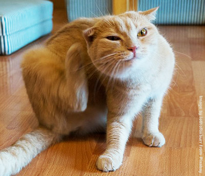Ginger cat scratching ear with back foot.