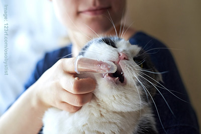 A black and white cat having their teeth brushed with a finger brush.