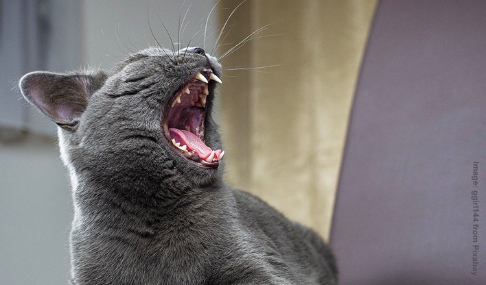 Cat's Dental Health Grey cat yawning and showing their teeth.