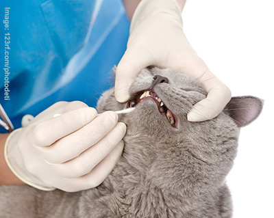 A vet examining the teeth of a grey cat.