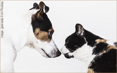 White and tan dog and tortoiseshell and white cat touching noses an looking at each other.