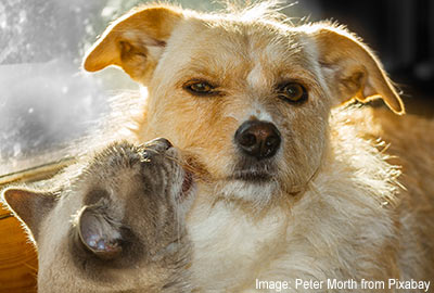 Pale coloured cat is licking a cream coloured dog's face.