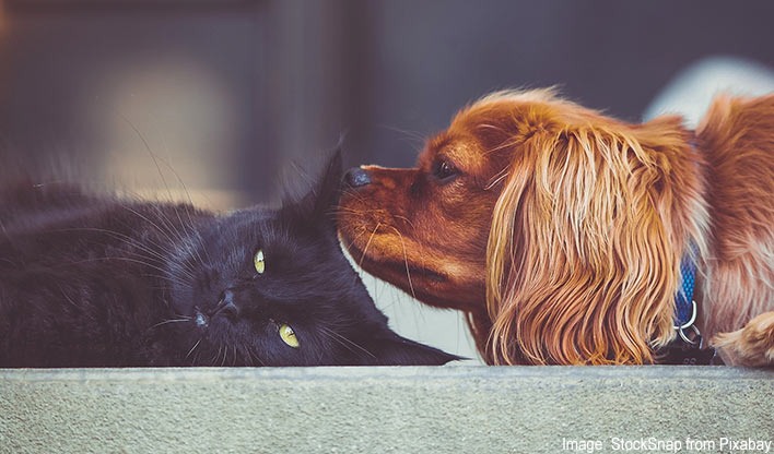 cat and dog together - Image by StockSnap from Pixabay Black cat and ginger dog laying together, the dog is touching the cats ear with their nose.