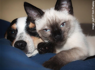 Cat and dog laying together, cuddling and relaxing.