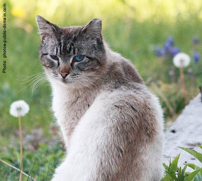 Cat in garden, missing the tip of one ear.
