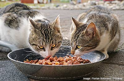 Two outdoor cats sharing a large bowl of cat food.