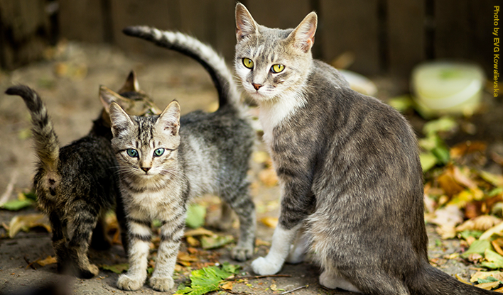 A mother cat with kittens outside.