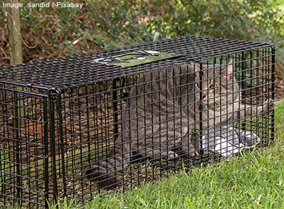 Cat in a humane trap.