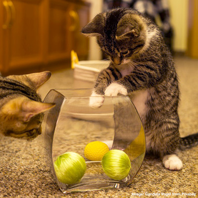 Two cats playing with a jar of ball toys.