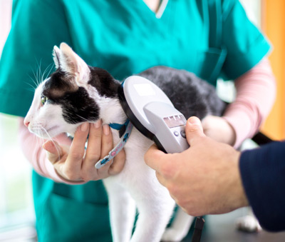 Black and white cat being scanned for a microchip.