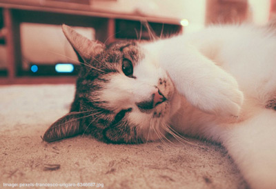cat relaxing at home Tabby and white cat laying on the ground with a radio in the background.
