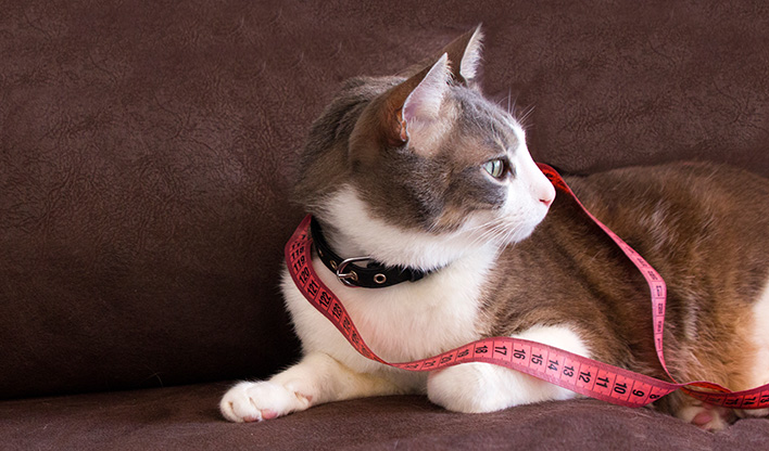 Getting your cat into shape