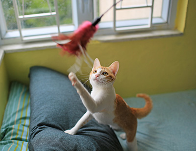 Ginger and white cat playing with a feather toy, climbing on furniture.