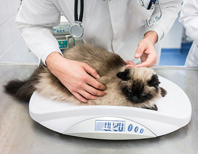 Cat on the scales, being weighed.