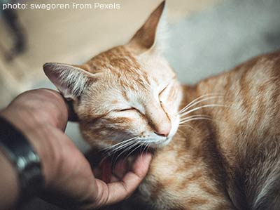 A hand stroking and fussing a ginger cat, Image by swagoren from Pexels.