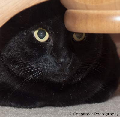 Black cat with yellow eyes, peering out from under furniture, photographed by coppercat photography.