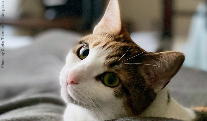 tabby and white cat Tabby and white cat laying on a bed looking at the camera taken by Curtis Thornton on Unsplash.