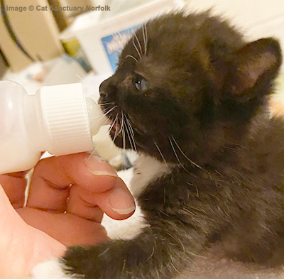 Black kitten being bottle fed.