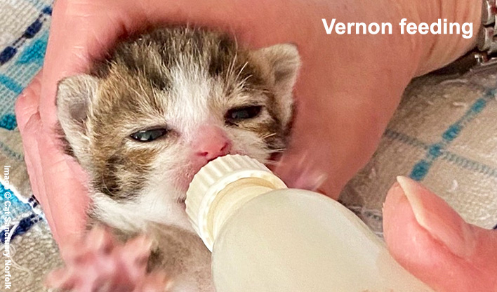 Bottle feeding a kitten Very young kitten being bottle fed.