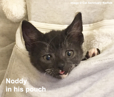 Black kitten, head poking out of a warm comfortable pouch.