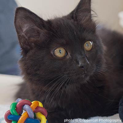 beautiful black cat