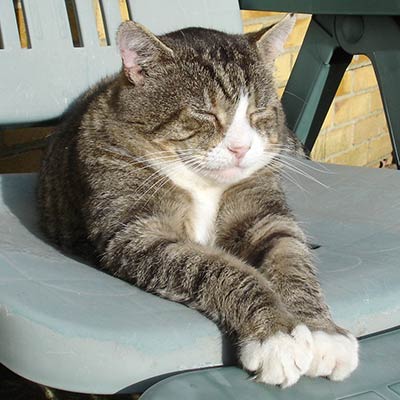 FIV positive cat sunbathing