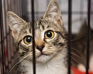 tabby cat in a rescue shelter