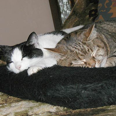 bonded pair of cats sleeping