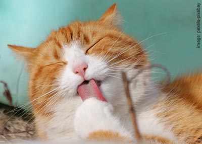 Ginger & white cat washing their paw with eyes closed.