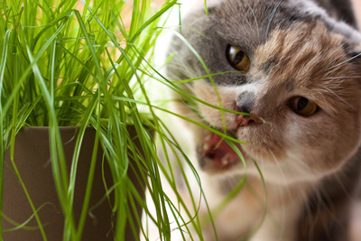 Cat nibbling on green cat grass.