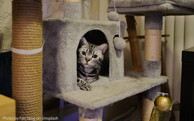 Cat Climbing Tower Cat laying on a cat tower with different levels and textures.
