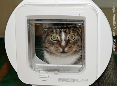 Cat looking through a clear cat flap.