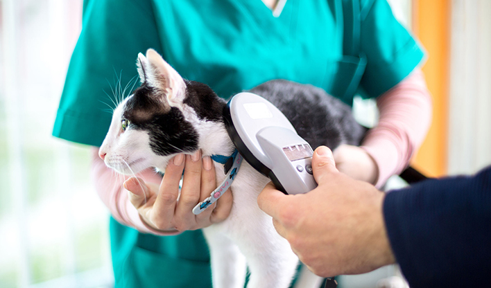 Scanning for Microchip Cat on examination table being scanned with a microchip reading device.