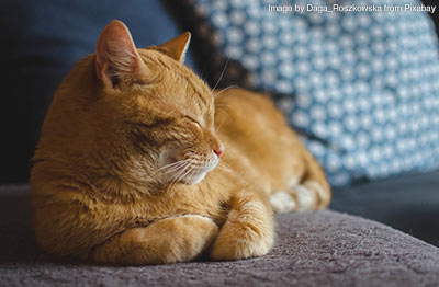 Cat relaxing on the sofa.
