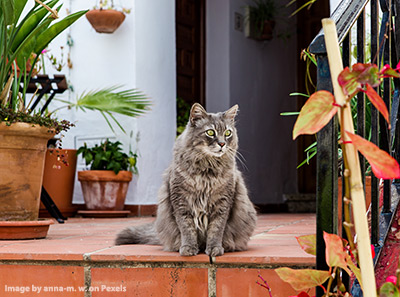 Long haired cat sitting on the top step outside an open door.