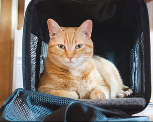 ginger cat in a basket
