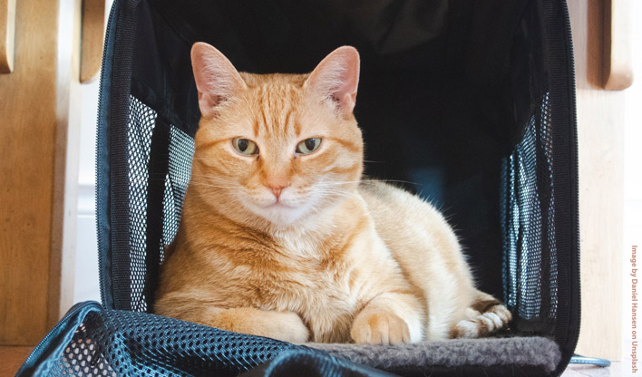 Cat relaxing in a pet carrier.