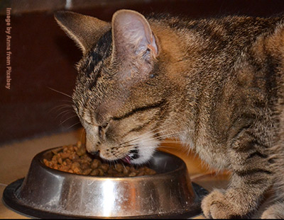 Cat eating from bowl of biscuits.