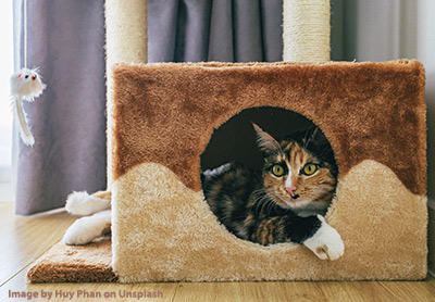 Cat looking out of a cat house connected to a cat tree and scratching post.