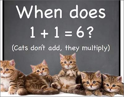 Kittens in various poses and the text ' when does 1 plus 1 equal 6? Cats don't add, they multiply'.