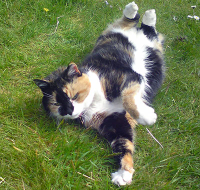 Sheppy cat relaxing  on her back in the garden lawn.